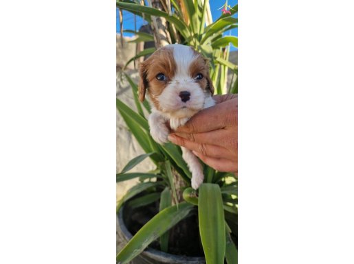 Orijinal Cavalier King Charles Yavrularım 