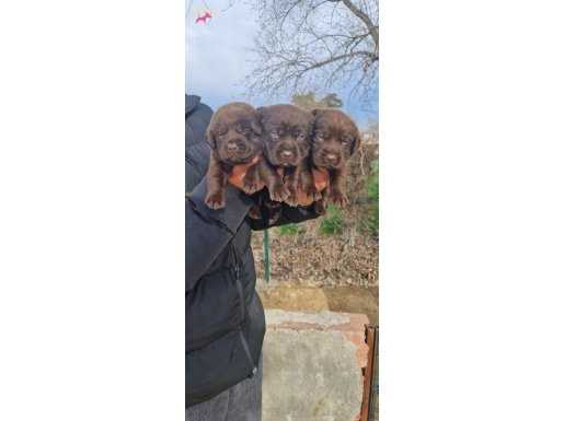 Çikolata Labrador yavrularım 