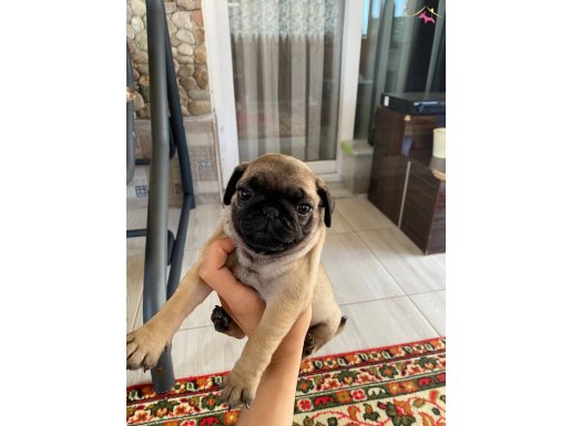 A kalite  pug yavrularım 