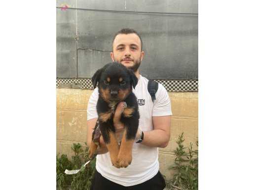 Safkan koca rottweiler yavrularım 