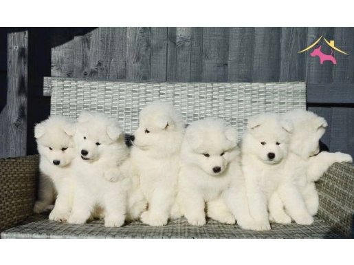 Kartopu gibi güzel samoyed yavrularım