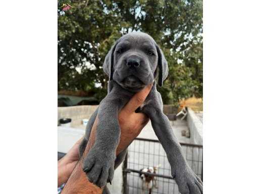 BLUE CANE CORSO BEBEKLERİM 