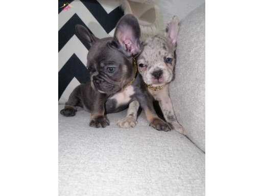 Muazzam French Bulldog Bebeklerim 