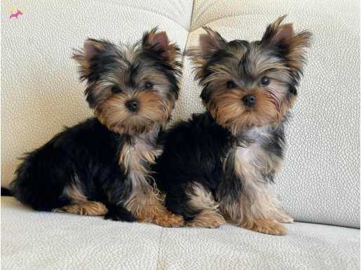 Güzeller güzeli Yorkshire Terrier Bebeklerim