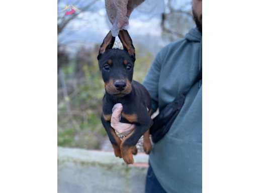 KİNG DOBERMAN YAVRULARIM 