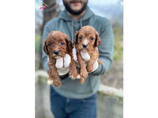 Dünyalar tatlısı maltipoo bebeklerim 