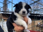 Mükemmel Border Collie yavrularım 