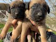 A kalite atletik Belçika Kurdu Yavrularım 