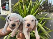 En üst kalite Dalmaçyalı yavrularım