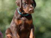 Kızıl ve Siyah Doberman Yavrular