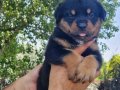 Safkan koca rottweiler yavrularım 