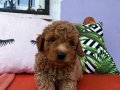 Red cep boy toy poodle yavrularımız 