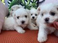 Safkan pamuk gibi maltese terrier yavrularım