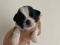 Dünyalar tatlısı Shih Tzu Yavrularım 