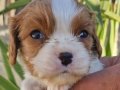 Orijinal Cavalier King Charles Yavrularım 