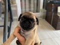 A kalite  pug yavrularım 