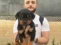 Safkan koca rottweiler yavrularım 