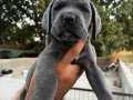 BLUE CANE CORSO BEBEKLERİM 