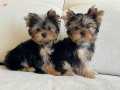 Güzeller güzeli Yorkshire Terrier Bebeklerim