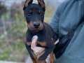 KİNG DOBERMAN YAVRULARIM 