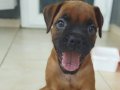 Son 1 dişi 1 erkek boxer 