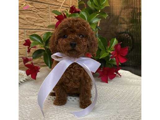 Emsalsiz Güzellikte Red ToyPoodle  Yavrularımız
