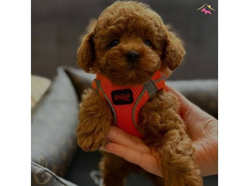 Dünya Tatlısı Red Brown Toy poodle Yavrularımız Sizlerle