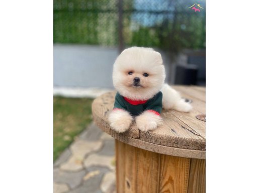Ayı Surat Safkan Pomeranian Boo Yavrumuz