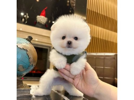 Mağazamızdan Ayı Surat Pomeranian Boo Yavrumuz