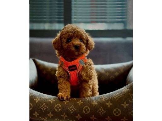 Mağazamızdan Teslim Red ToyPoodle Dişi ve Erkek Yavrularımız