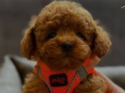 Red Brown TOYPOODLE Yavrularımız