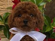 Emsalsiz Güzellikte Red ToyPoodle  Yavrularımız