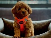 Mağazamızdan Teslim Red ToyPoodle Dişi ve Erkek Yavrularımız
