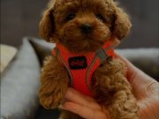 Mağazamızdan Kıvırcık Kürklü Orjinal Poodle Bebekler