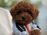 Mağazamızdan Red ToyPoodle Dişi ve Erkek Yavrular Sizlerle