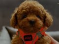 Dünya Tatlısı Red Brown Toy poodle Yavrularımız Sizlerle