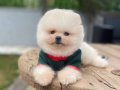 Ayı Surat Safkan Pomeranian Boo Yavrumuz