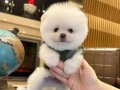 Mağazamızdan Ayı Surat Pomeranian Boo Yavrumuz