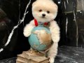 Mağazamızdan Ayı Surat Pomeranian Boo Yavrumuz