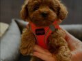 Mağazamızdan Kıvırcık Kürklü Orjinal Poodle Bebekler