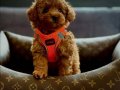 Mağazamızdan Kıvırcık Kürklü Orjinal Poodle Bebekler