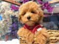Winnie The Pooh Benzeri Maltipoo