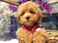 Winnie The Pooh Benzeri Maltipoo