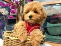 Winnie The Pooh Benzeri Maltipoo