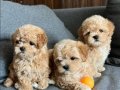 Dünya Tatlısı Maltipoo Yavrular Mağazamızdan Sizlerle