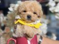 Dünya Tatlısı Maltipoo Yavrular Mağazamızdan Sizlerle