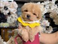 Dünya Tatlısı Maltipoo Yavrular Mağazamızdan Sizlerle