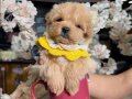Dünya Tatlısı Maltipoo Yavrular Mağazamızdan Sizlerle