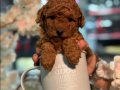 Ufak Boy, Aşılı, Dünya Tatlısı Red Toypoodle Yavrular