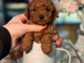 Ufak Boy, Aşılı, Dünya Tatlısı Red Toypoodle Yavrular